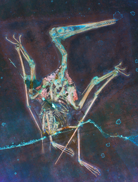 Figure 1. Laser-stimulated fluorescence imaging of a pterosaur fossil reveals flight-related soft tissues. The imaging revealed a muscular wing root fairing that smooths airflow around the wing-body junction and reduces drag, as in the wing root fairings of modern aeroplanes. (Image credit: Michael Pittman)
 